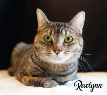 Rescue Domestic Short Hair and Tabby Cats for Adoption in Littlestown, Pennsylvania - Raelynn | PetCurious