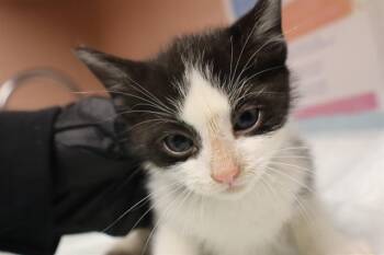 ARTICHOKE -  Domestic Short Hair Cat Available for Adoption in Columbia, South Carolina - ARTICHOKE | PetCurious