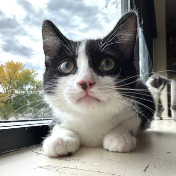 Rescue Domestic Short Hair Cats for Adoption in Durango, Colorado - Cowboy | PetCurious