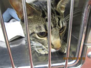 (674) -  Domestic Short Hair Cat for Adoption in Marietta, Georgia - (674) | PetCurious