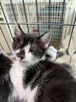 Domino -  Domestic Short Hair Cat for Adoption in Elmira, New York - Domino | PetCurious