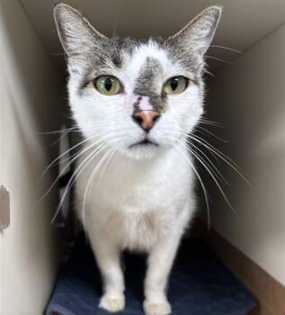 Domestic Short Hair Cats Available for Adoption in Dedham, Massachusetts - BRADLEY | PetCurious