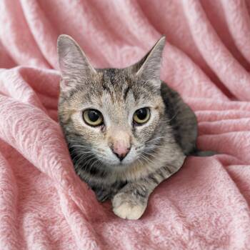 Rescue Domestic Short Hair Cats for Adoption in Granville, Ohio - Lady Liberty | PetCurious