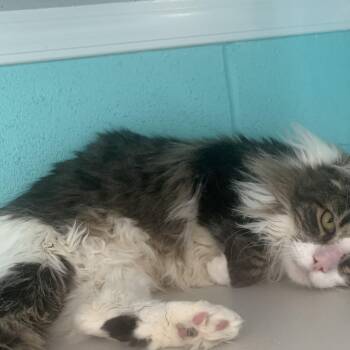 Domestic Medium Hair Cats Available for Adoption in Bisbee, Arizona - Gecko | PetCurious