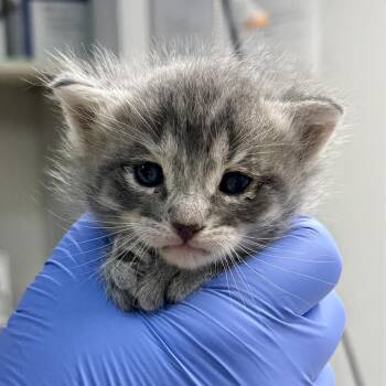 St. David -  Domestic Short Hair Cat for Adoption in Redwood Valley, California - St. David | PetCurious