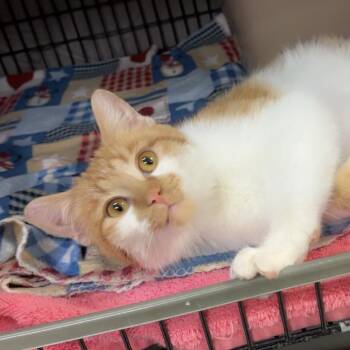 Domestic Short Hair Cats Available for Adoption - Ed | PetCurious