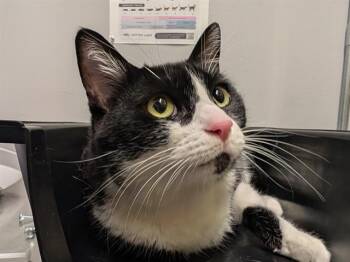 Domestic Short Hair Cats Available for Adoption in Kent, Washington - POKI | PetCurious