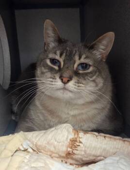 Domestic Short Hair Cats Available for Adoption - Bear | PetCurious