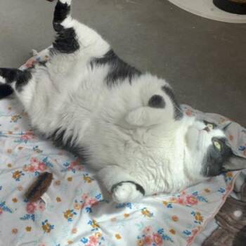 Pancake -  Domestic Short Hair Cat for Adoption in Janesville, Wisconsin - Pancake | PetCurious