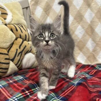 Chanel -  Domestic Medium Hair Cat for Adoption in Hawthorne, California - Chanel | PetCurious