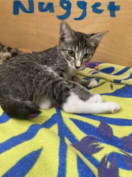 Nugget -  Domestic Short Hair Cat for Adoption in Oviedo, Florida - Nugget | PetCurious