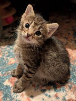 Ocelot -  Tabby Cat Available for Adoption in Chicago, Illinois - Ocelot | PetCurious