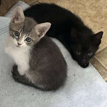Javier -  Domestic Short Hair Cat for Adoption in San Antonio, Texas - Javier | PetCurious