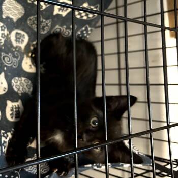 Moon -  Domestic Short Hair Cat for Adoption in Los Angeles, California - Moon | PetCurious