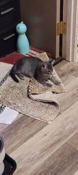 Mavis -  Domestic Short Hair Cat for Adoption in West Mifflin, Pennsylvania - Mavis | PetCurious