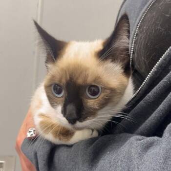 Siamese Cats Available for Adoption - SUKI | PetCurious