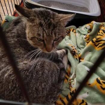 Marlowe -  Domestic Short Hair Cat Available for Adoption in Winchester, Virginia - Marlowe | PetCurious