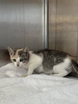 Rescue Domestic Short Hair Cats for Adoption in Farmers Branch, Texas - Chop | PetCurious