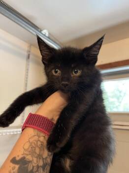 Ninja Jr -  Domestic Short Hair Cat for Adoption in Emerald Isle, North Carolina - Ninja Jr | PetCurious