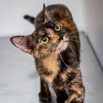 Love Bug -  Domestic Short Hair Cat for Adoption in Hattiesburg, Mississippi - Love Bug | PetCurious