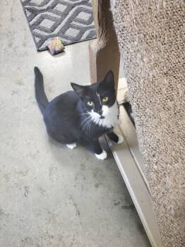 Rescue American Shorthair Cats for Adoption in Bartlesville, Oklahoma - Spicy | PetCurious