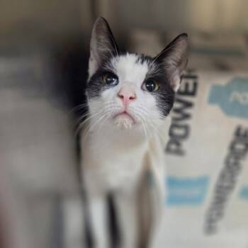 Rescue Domestic Short Hair Cats for Adoption in Westland, Michigan - Jarvis | PetCurious