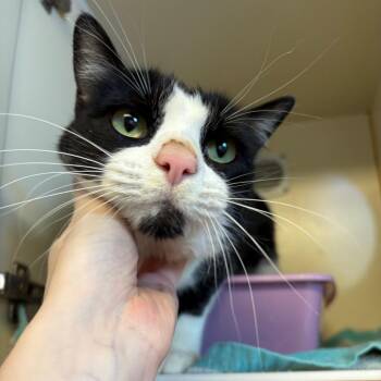 Ernie -  Domestic Short Hair Cat for Adoption in South Elgin, Illinois - Ernie | PetCurious