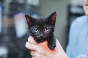 92850a Chance -  Domestic Short Hair Cat for Adoption in North Charleston, South Carolina - 92850a Chance | PetCurious