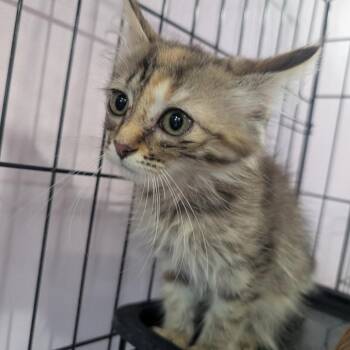Tinker -  Domestic Medium Hair Cat for Adoption in West Plains, Missouri - Tinker | PetCurious