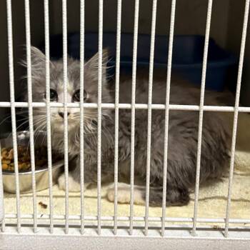 Looks Like Rain -  Domestic Long Hair Cat for Adoption in Morganton, North Carolina - Looks Like Rain | PetCurious