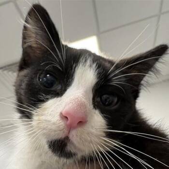 Dwayne -  Domestic Short Hair Cat for Adoption in Bentonville, Arkansas - Dwayne | PetCurious