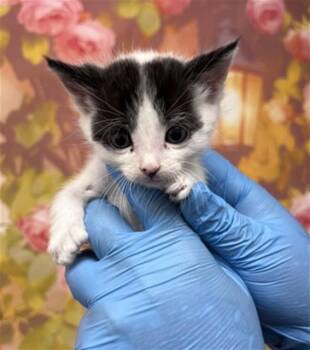 LEONARD -  Domestic Short Hair Cat for Adoption in San Bernardino, California - LEONARD | PetCurious
