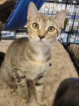 Rescue Domestic Short Hair Cats for Adoption in Douglasville, Georgia - Tulip | PetCurious