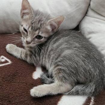Apollo -  Domestic Short Hair Cat for Adoption in Madison, Wisconsin - Apollo | PetCurious