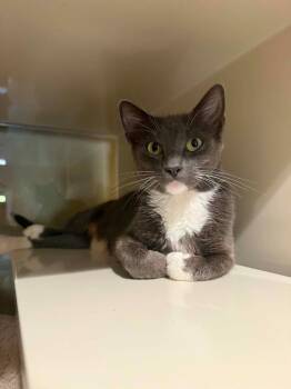 W0 Mika -  Domestic Short Hair Cat for Adoption in Ashland, Wisconsin - W0 Mika | PetCurious