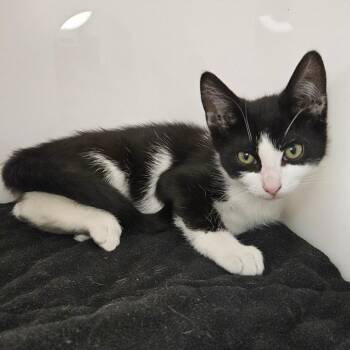 Domestic Short Hair Cats Available for Adoption in Los Angeles, California - Sphinx Moth | PetCurious