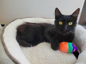 KIKI -  Domestic Medium Hair Cat for Adoption in Santa Clara, California - KIKI | PetCurious