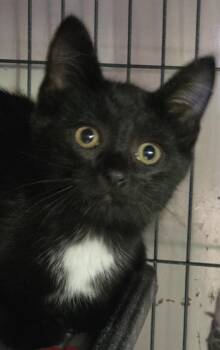 Tajin -  Domestic Short Hair Cat for Adoption in Shelton, Washington - Tajin | PetCurious