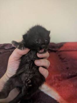 Turnip -  Domestic Short Hair Cat for Adoption in Chamblee, Georgia - Turnip | PetCurious