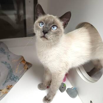 Calligator -  Siamese Cat for Adoption in Marshfield, Wisconsin - Calligator | PetCurious