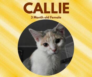 Domestic Short Hair Cats Available for Adoption - Callie | PetCurious