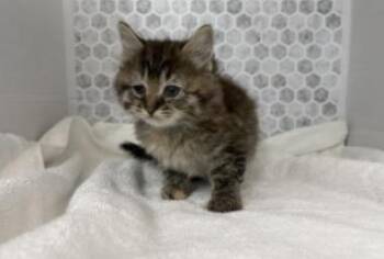 Domestic Short Hair Cats Available for Adoption in Largo, Florida - Virginia | PetCurious