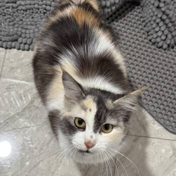 Siberian and Maine Coon Cats Available for Adoption - Gurlain (bunny Tail) | PetCurious