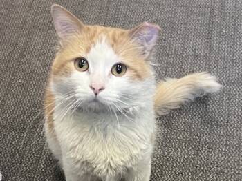 Rescue Domestic Medium Hair and Domestic Short Hair Cats for Adoption in Woodbury, Minnesota - Yuzu | PetCurious