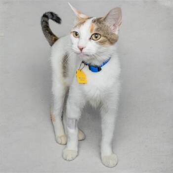 RAIN -  Domestic Short Hair Cat for Adoption in St. Louis, Missouri - RAIN | PetCurious