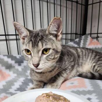 Domestic Short Hair Cats Available for Adoption - Comet | PetCurious