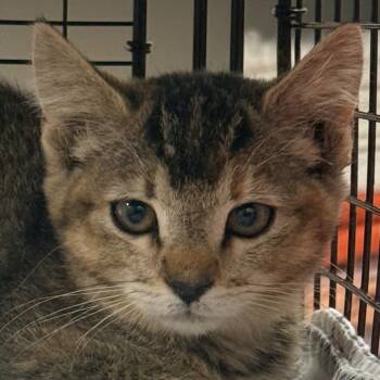 Soledad -  Domestic Short Hair Cat for Adoption in Las Cruces, New Mexico - Soledad | PetCurious
