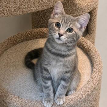 MAVERICK - GORGEOUS SILVER BENGAL MIX -  Russian Blue and Bengal Cat for Adoption in Oakwood, Georgia - MAVERICK - GORGEOUS SILVER BENGAL MIX | PetCurious