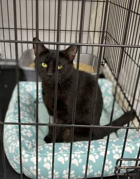 Rescue Domestic Short Hair Cats for Adoption in New Canaan, Connecticut - (The Girlfriend) Lily | PetCurious