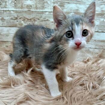 Rat -  Domestic Short Hair Cat for Adoption in Lexington, Kentucky - Rat | PetCurious